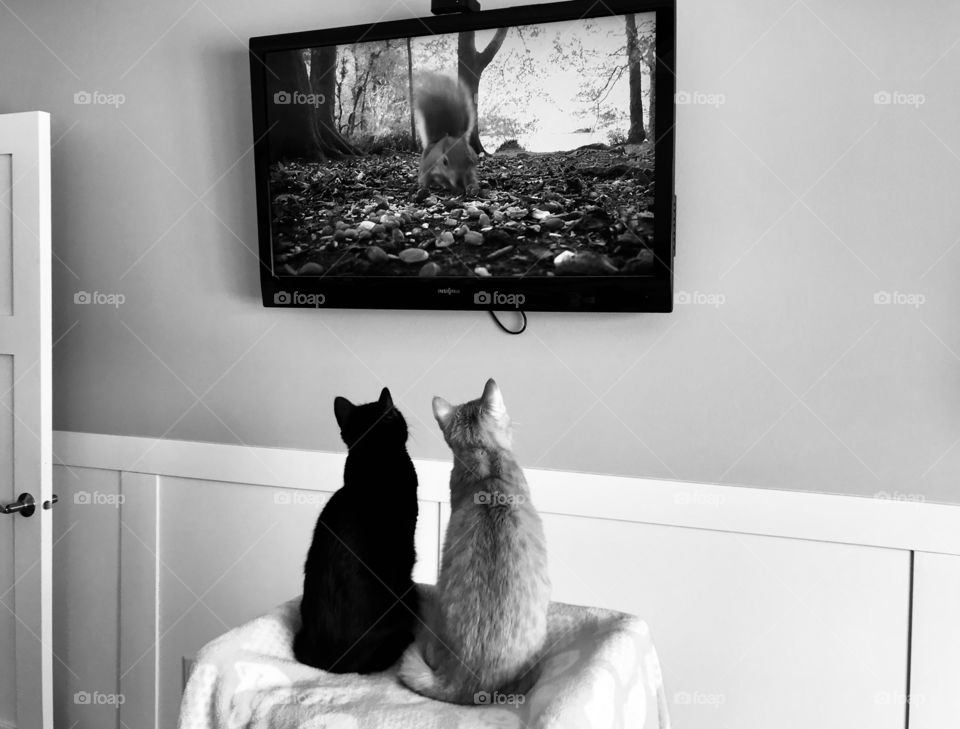 Two cats in the exact same position sitting on cat stand watching squirrel playing in leaves on television. 