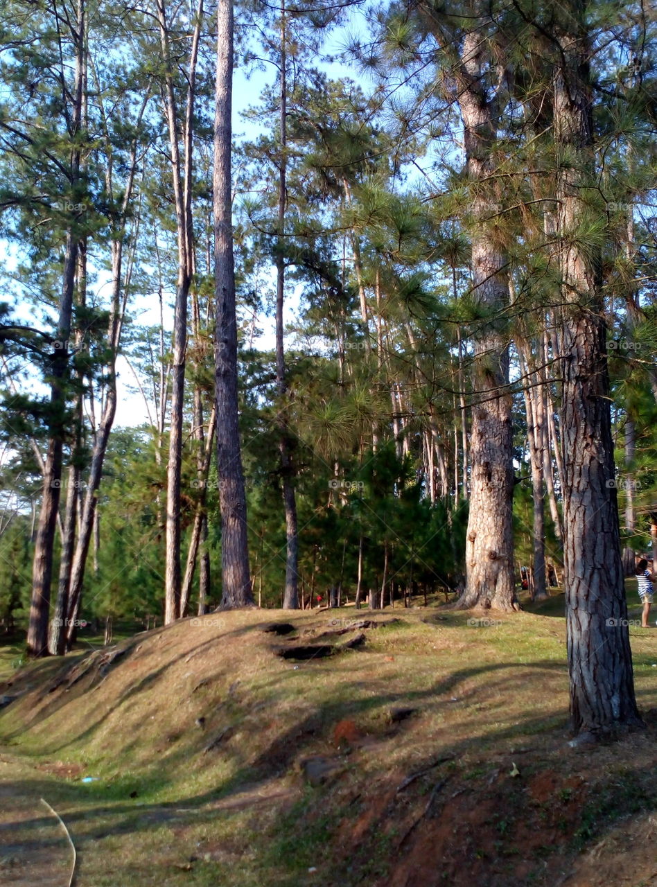 pine woods