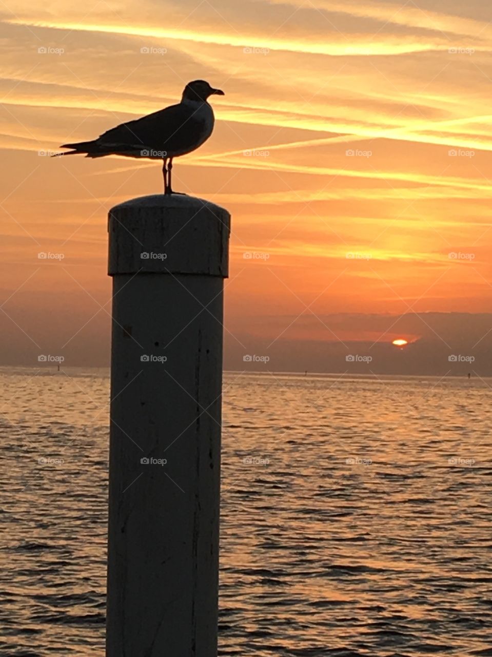 Seagull on the beach