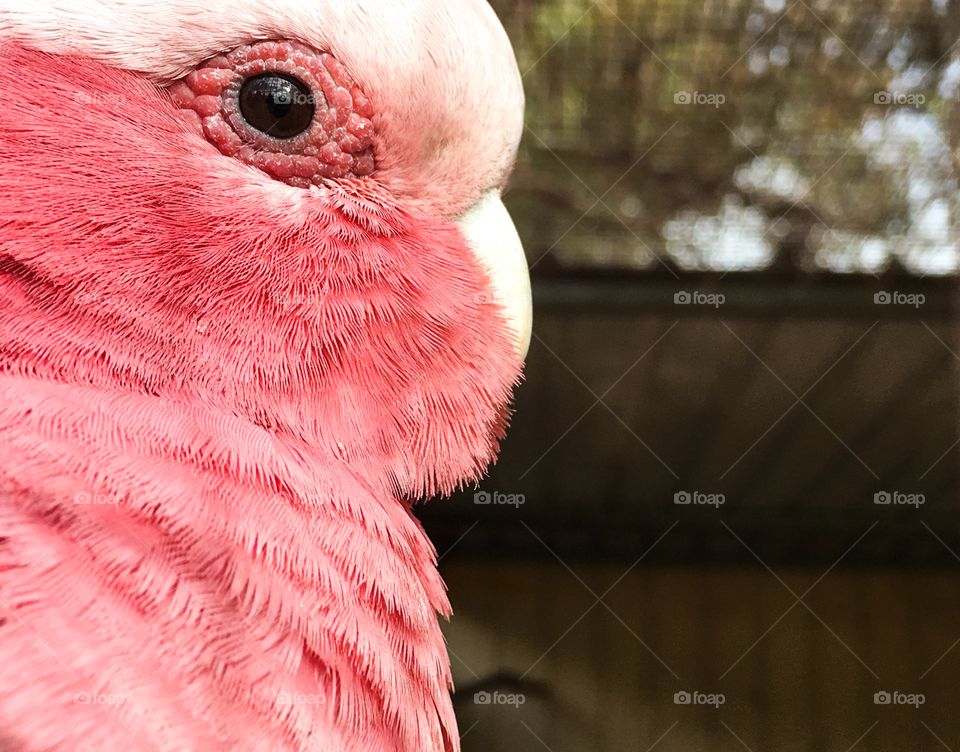 Close-up pink galah bird