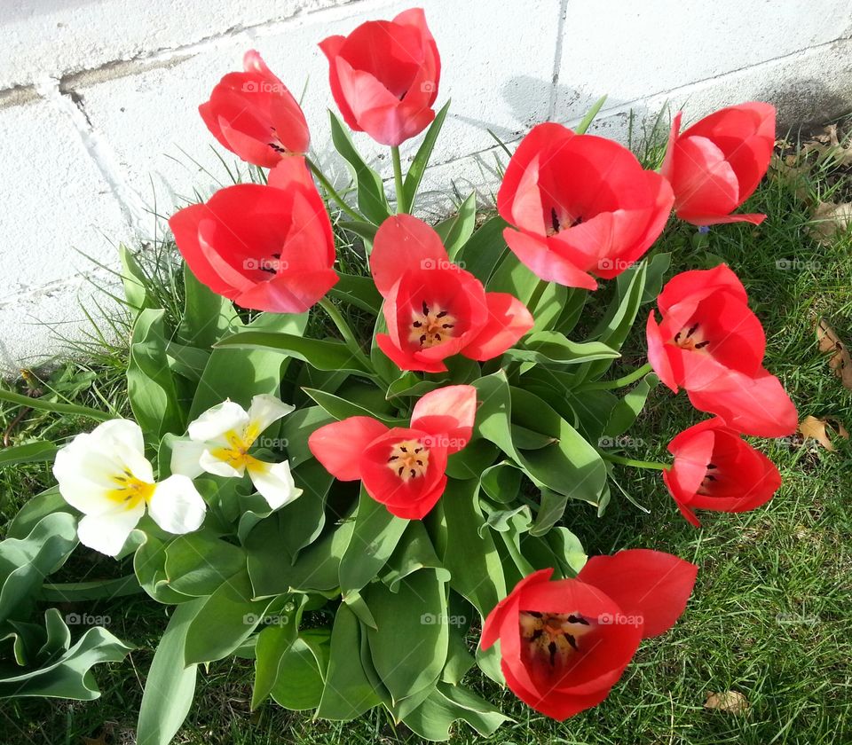 Tulips. These are tulips outside my house. 