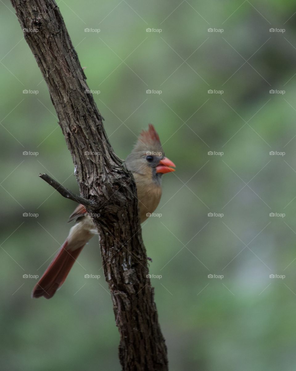 Female cardinal perched on tree branch with blurred background.