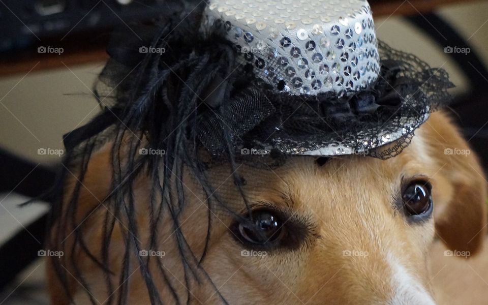 The eyes have it. Dog with expressive eyes that appear to have eye liner to match the cute hat.