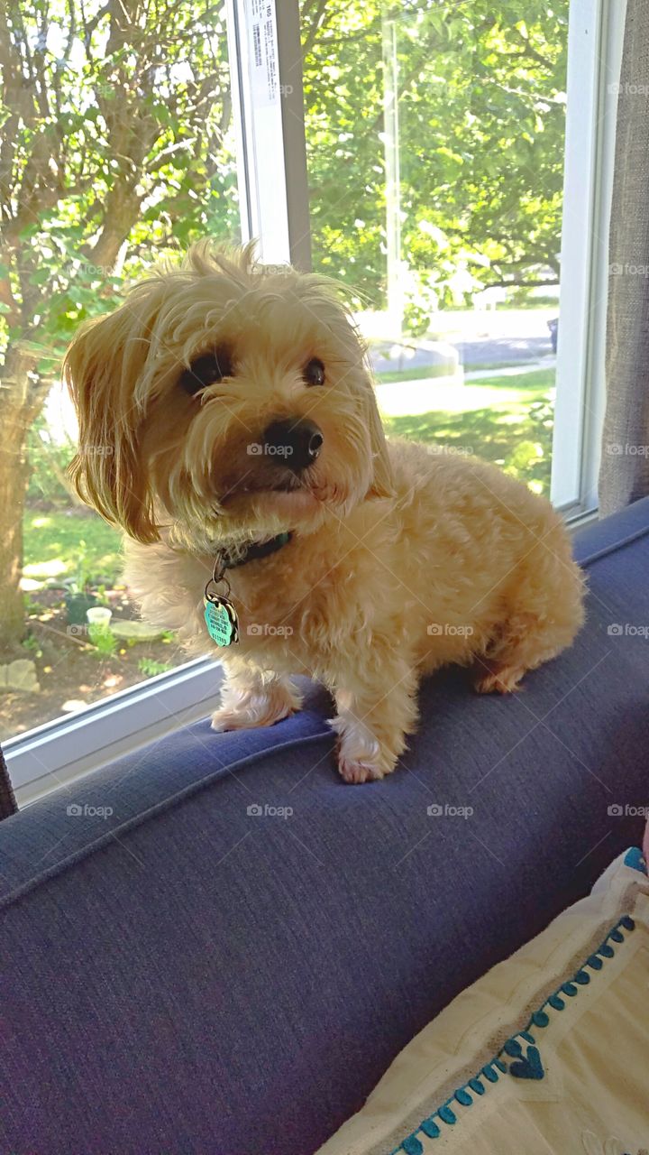 cute little dog loves the window
