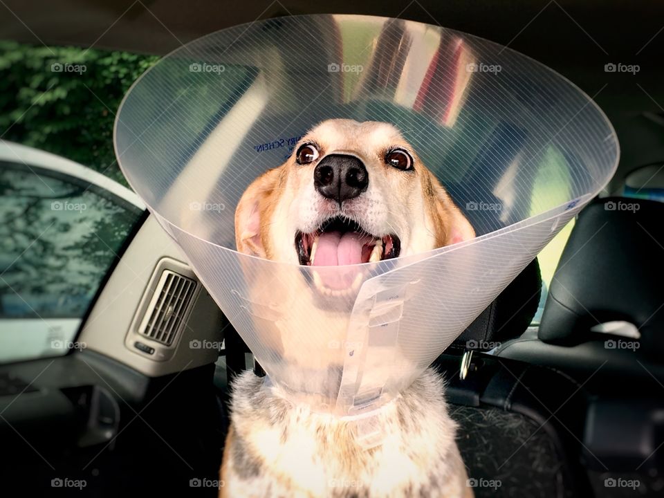 Even the cone of shame can’t get this pup down!