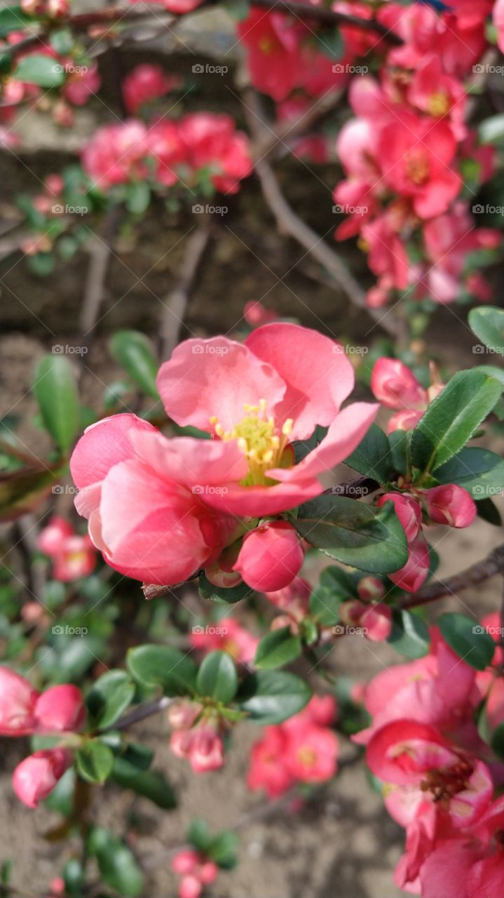 Japanese quince