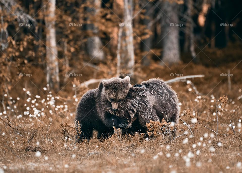 One young brown bear hugs and comforts another bear at the edge of a forest in Eastern Finland on summer evening.