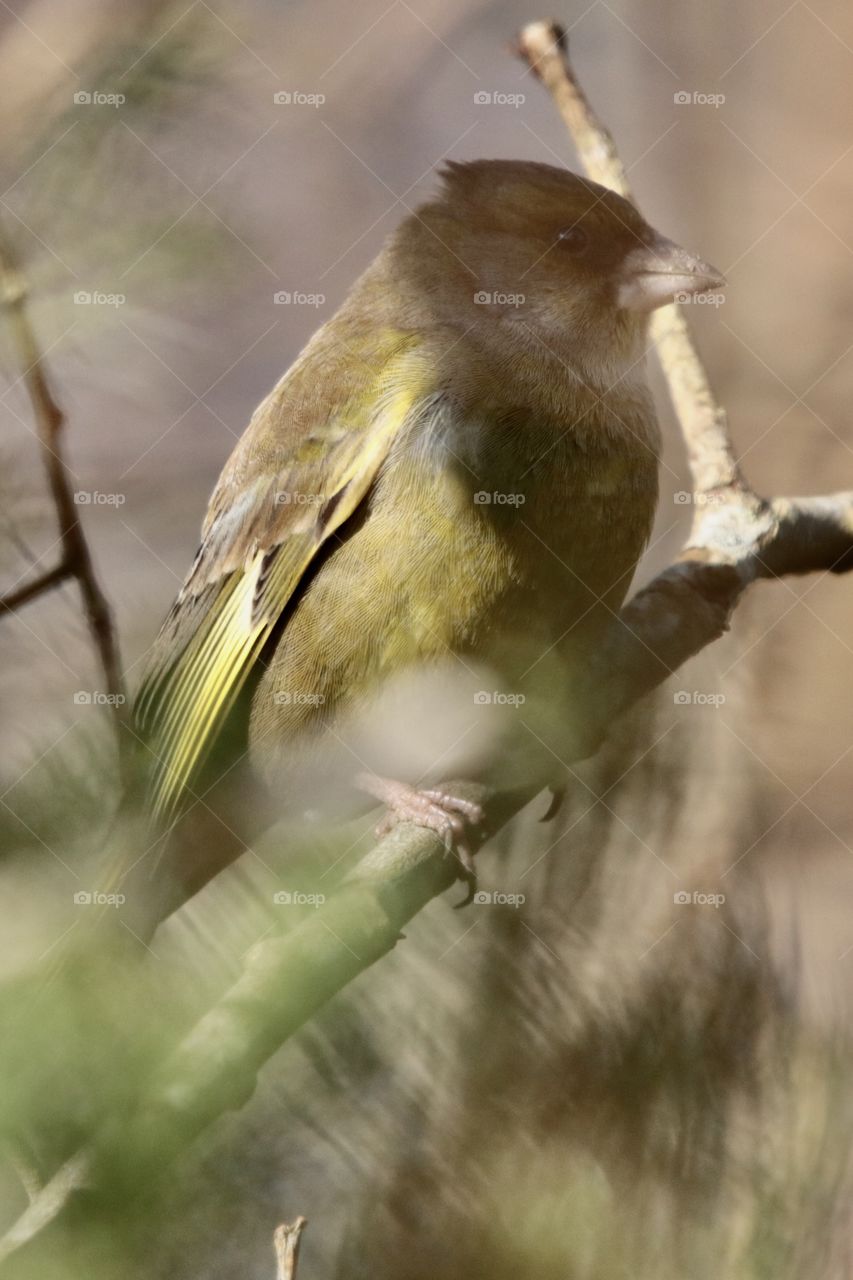 Greenfinch 