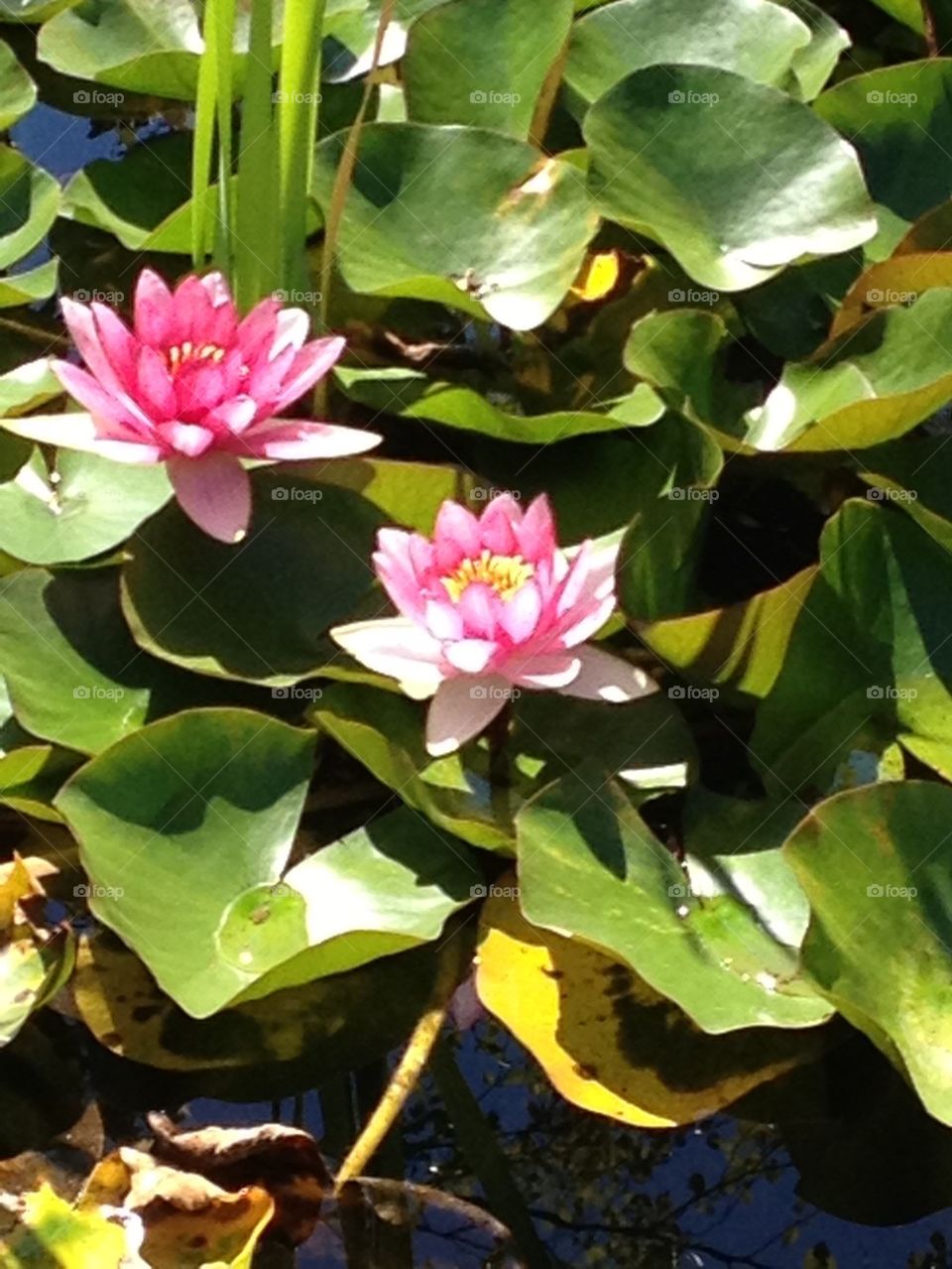 Water Lilies