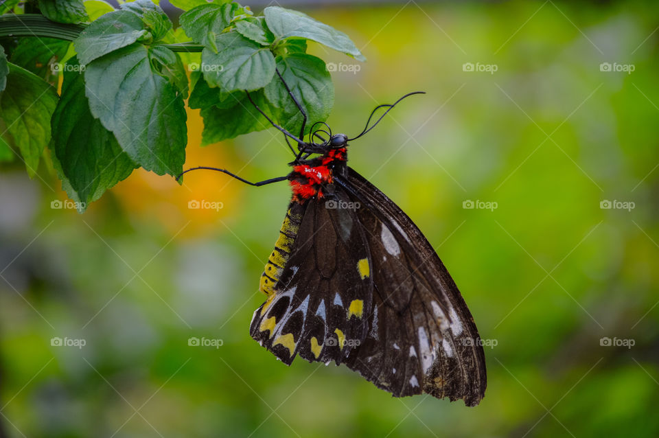 Yellow and black butterfly perched on green leaf