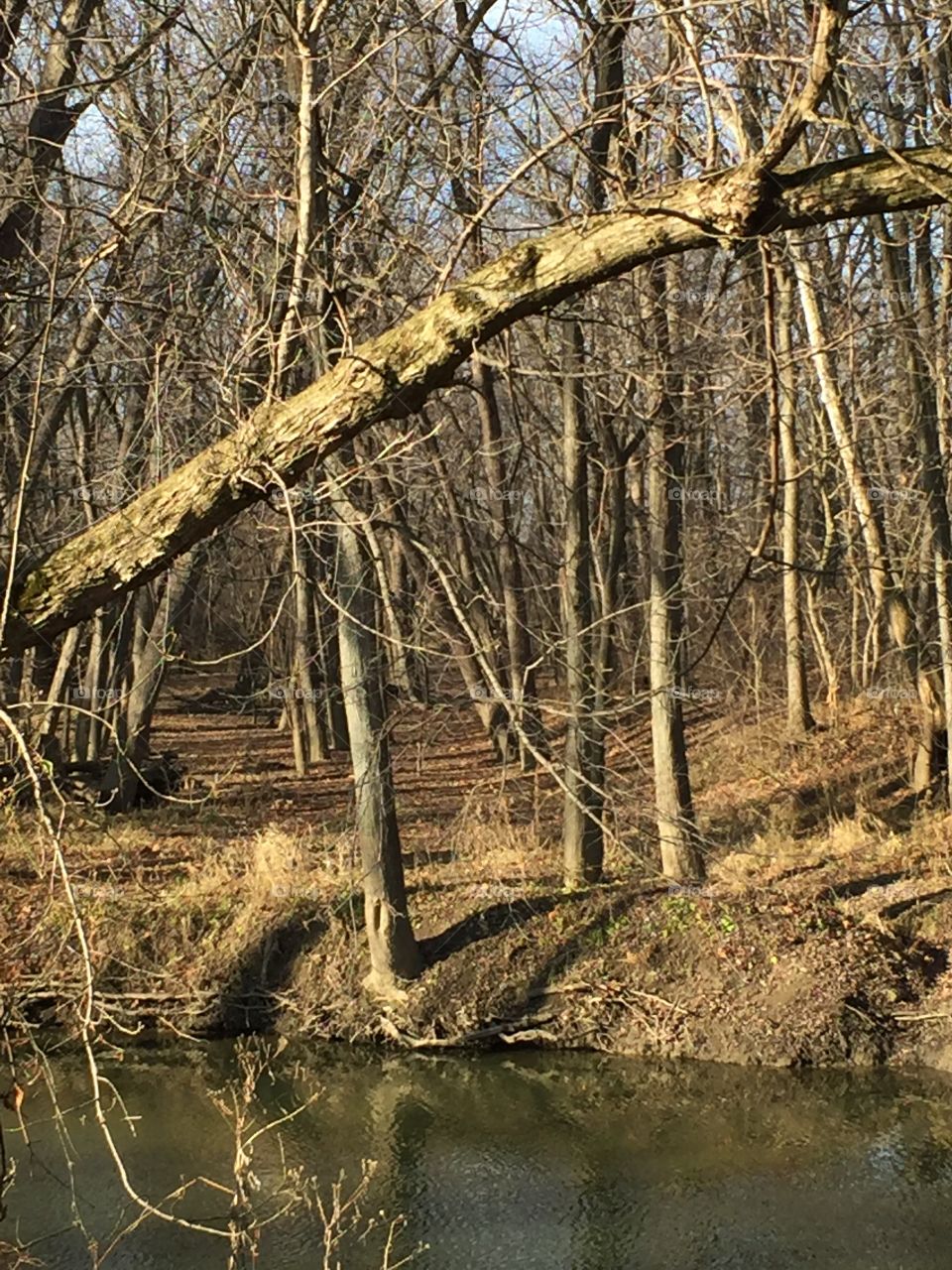 Hidden Paths In the Forest behind my Ohio House