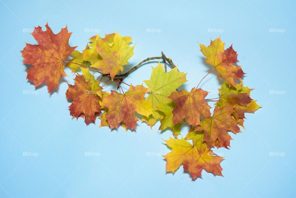 Maple twig with yellow and red leaves isolated on blue background. Autumn decor.