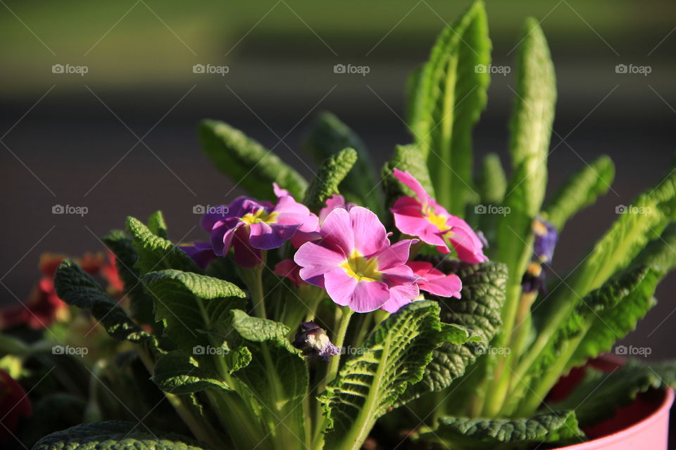 pink flowers