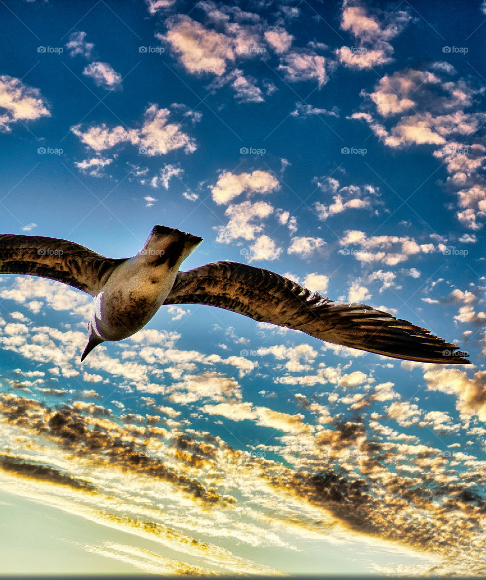 dramatic style landscape of flying bird