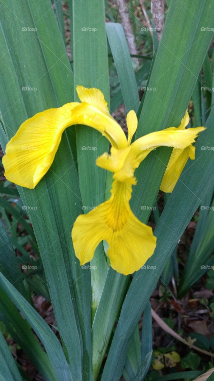 yellow Iris 2
