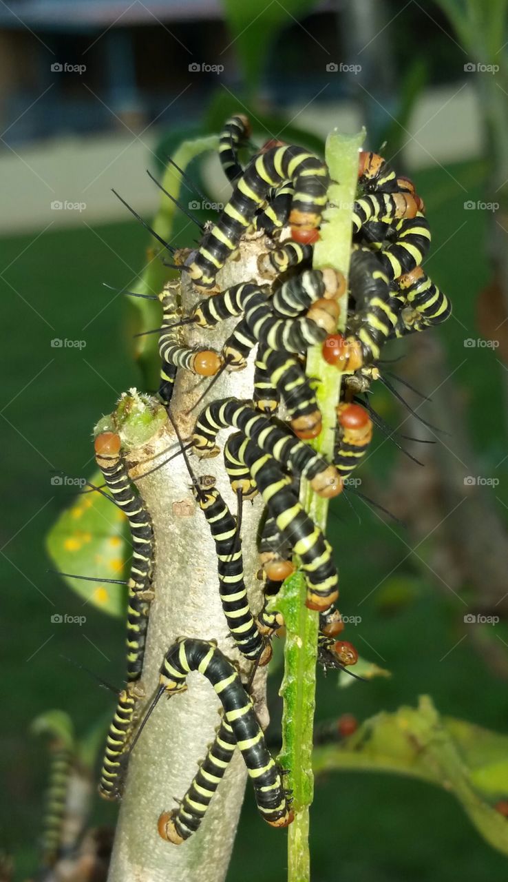 Baby caterpillars eating a plumeria pudica plant