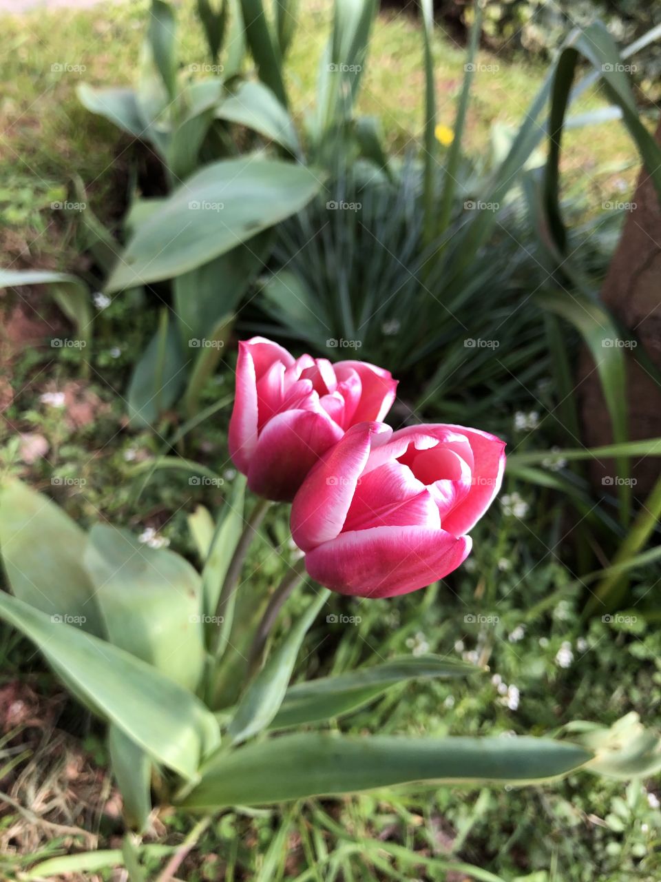 Some beautifully poignant tulips pop up to remind us that nature will always win through, even amidst the gloom that we are experiencing worldwide.