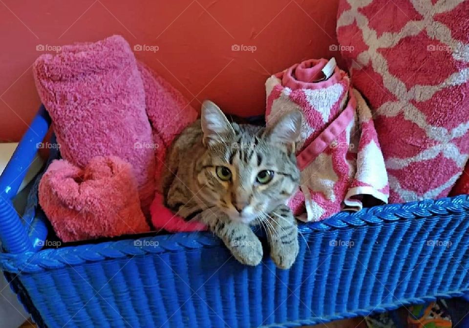 Cat hiding in towel basket
