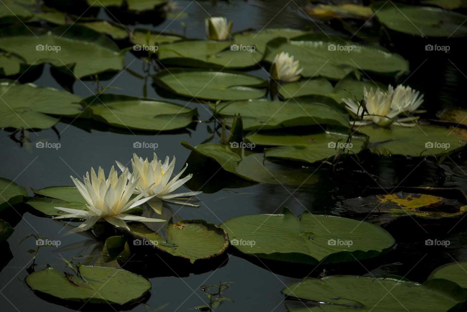 Beautiful lotus flower in pond