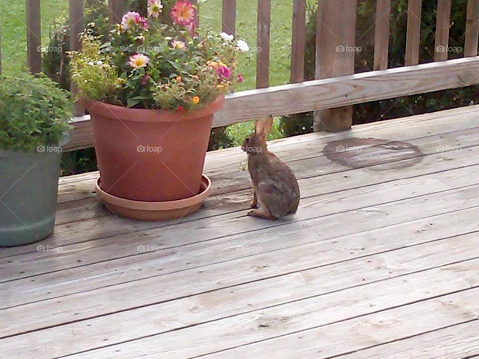 sneaky rabbit. This bunny rabbit sneaks up on my deck to feast on my flowers!