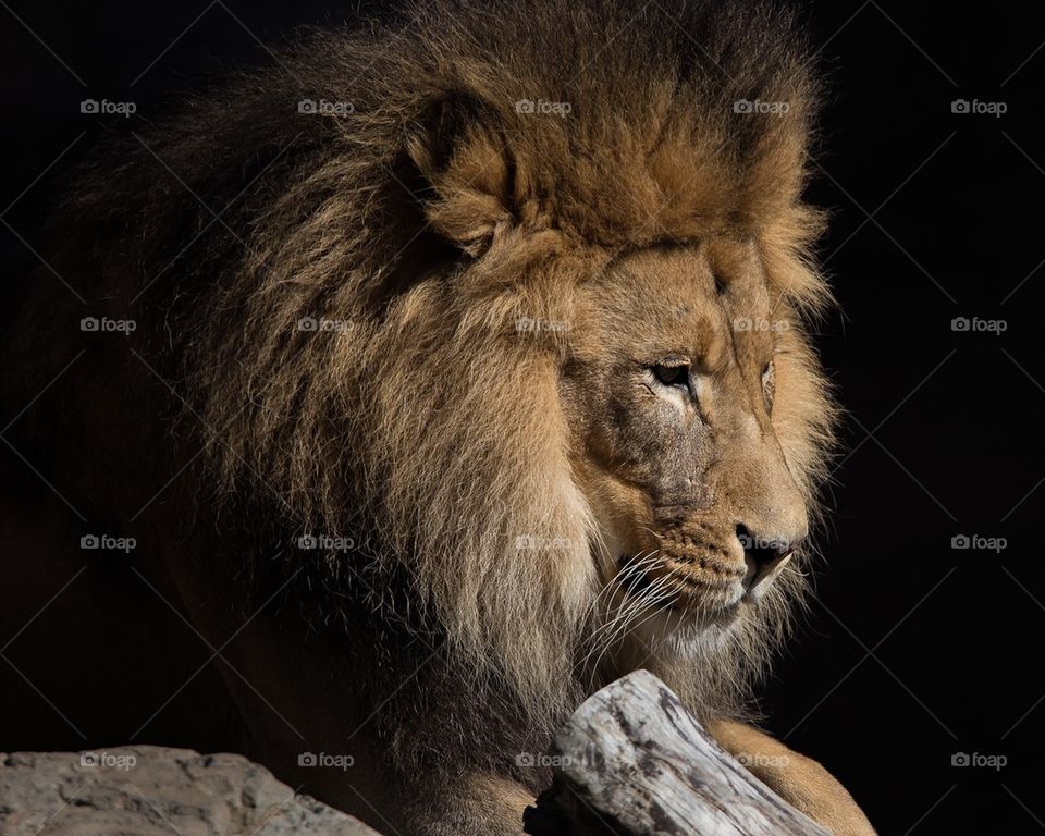 Close-up of lion on black background