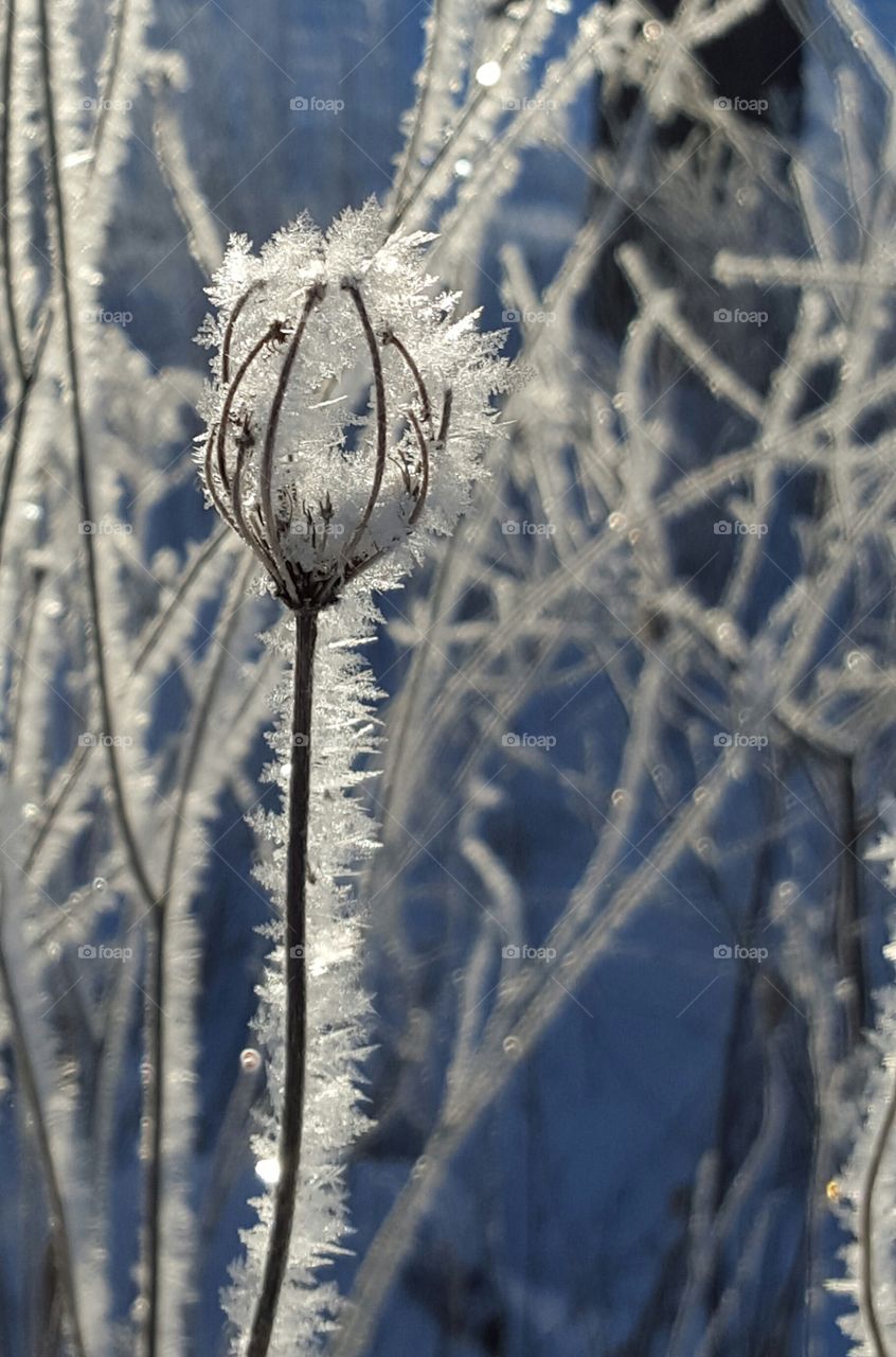 Frost, Winter, Snow, Nature, Icee