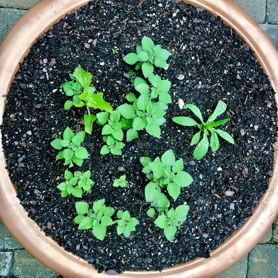 High View of Herbs in Pot