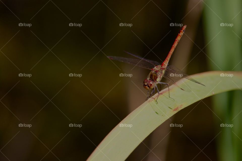 Dragonfly On Leaf