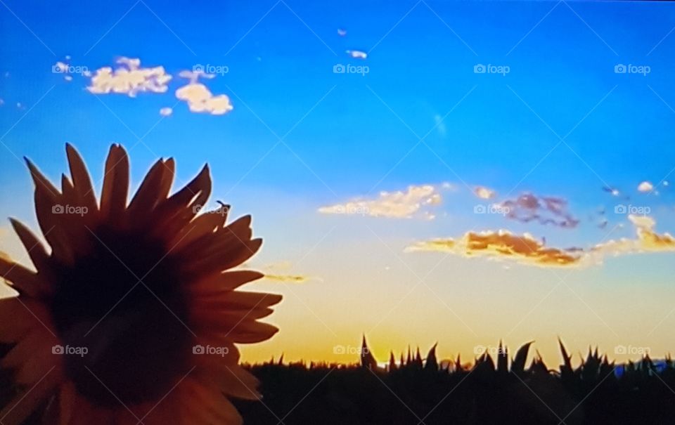 Beautiful afternoon sky