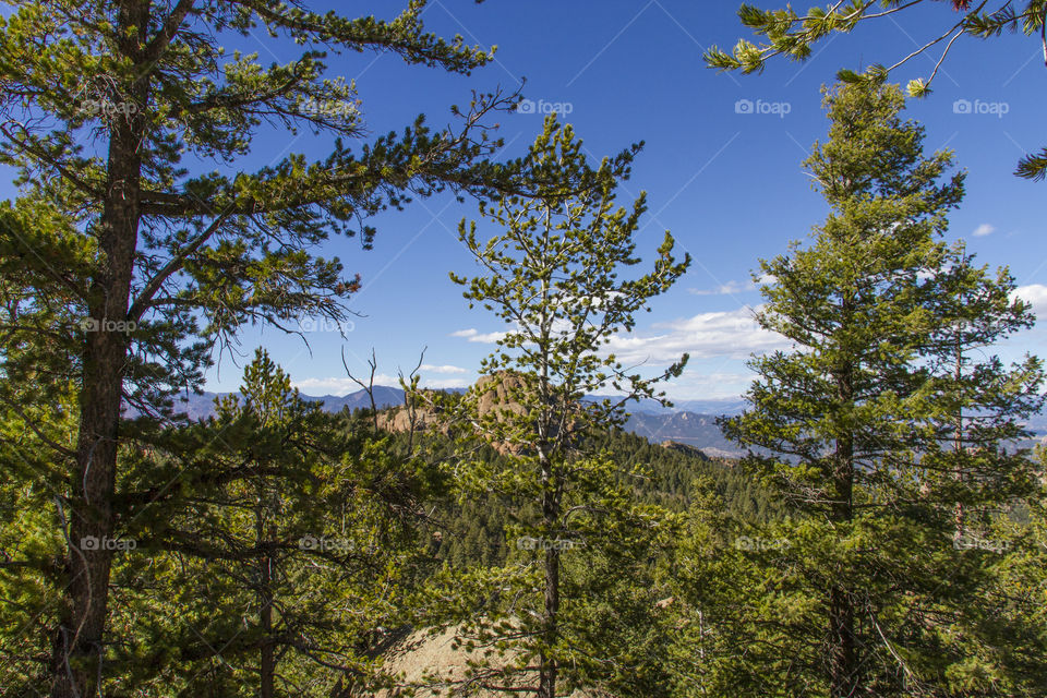 Forest in the mountains