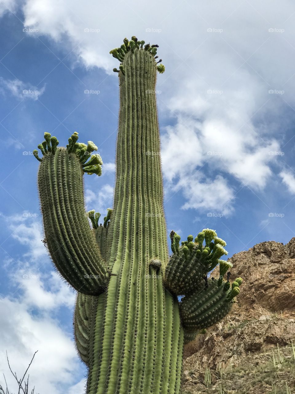 Desert Landscape - Saguaro Cactus Begins to bloom with white flowers.