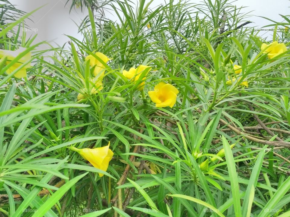 a beautiful flowers tree in the garden.