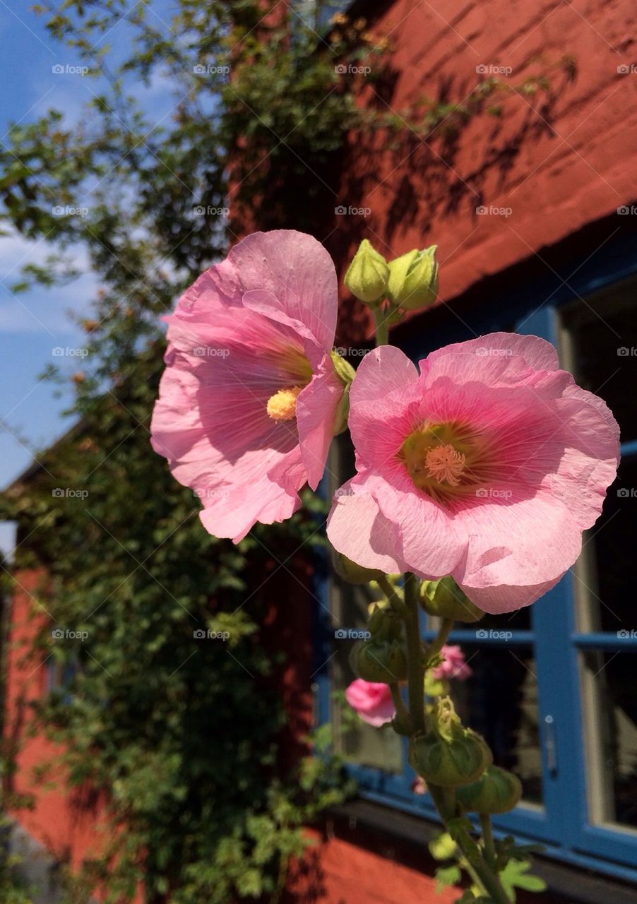 Hollyhocks blooming at outdoors