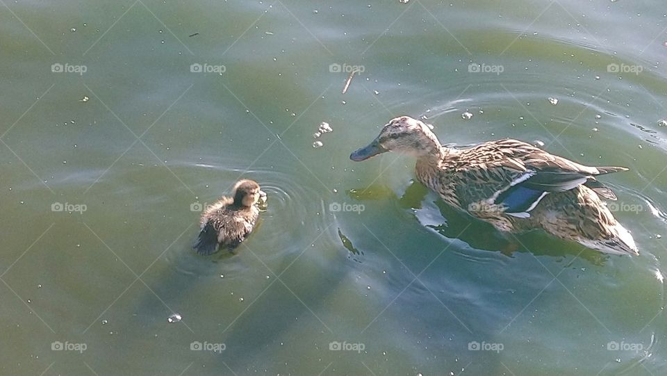 Duck & Baby