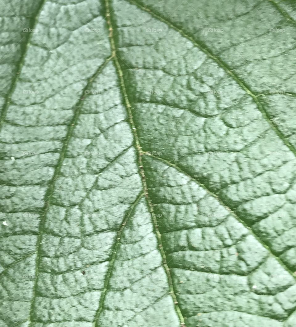 Leaf Vascular System Showing Texture 