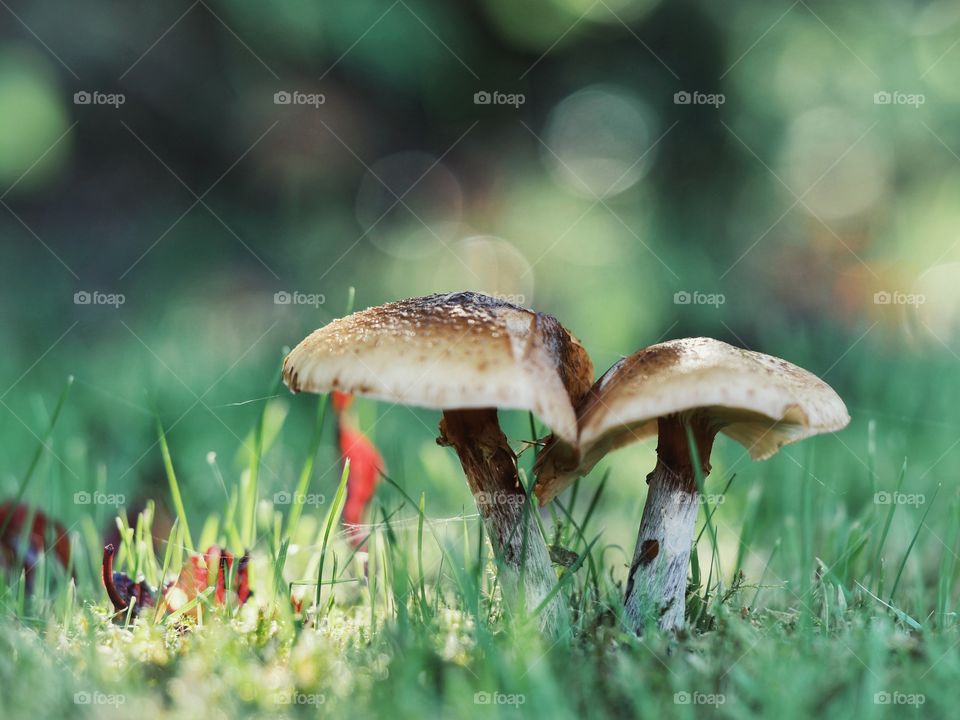 Mushrooms