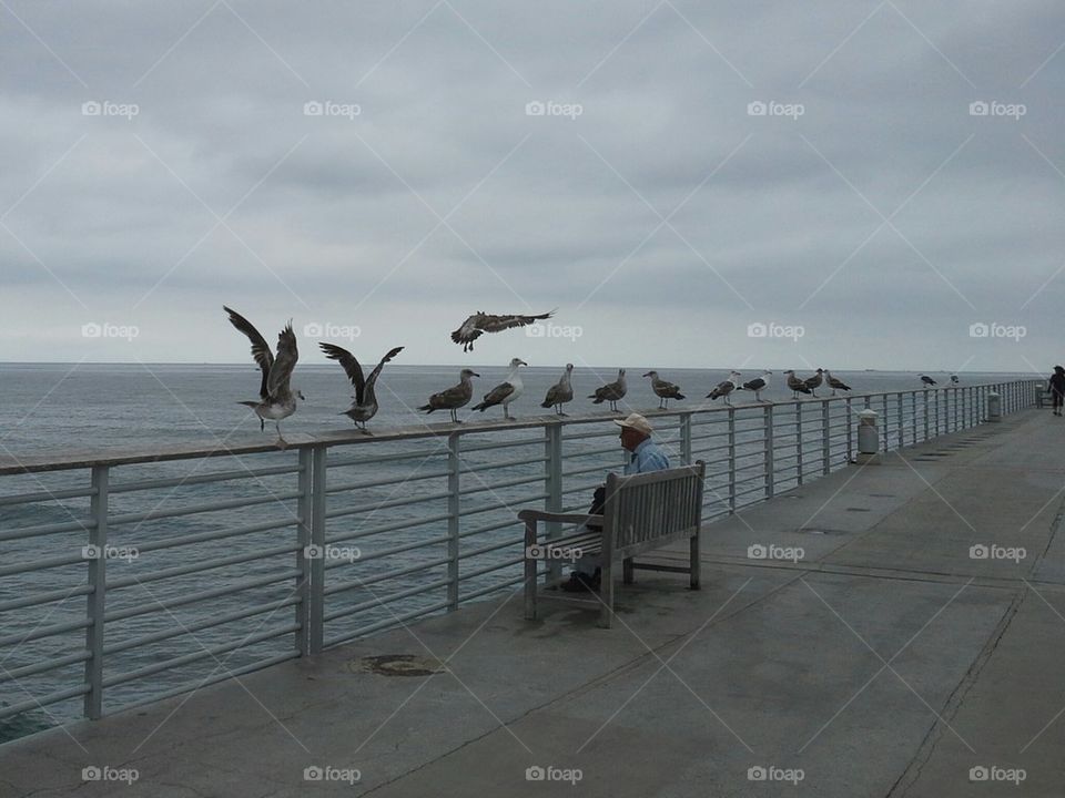 Sea Gulls