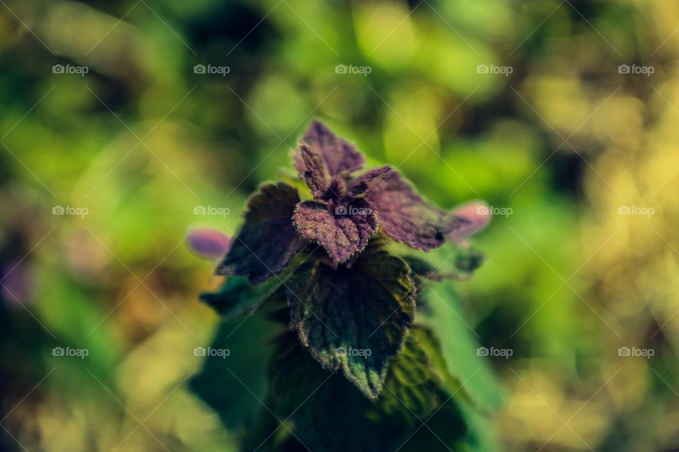 purple leafs on a plant in the early morning sun