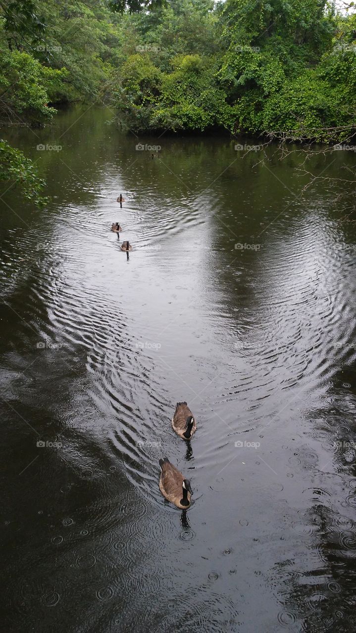 Water, River, Lake, Duck, Pool