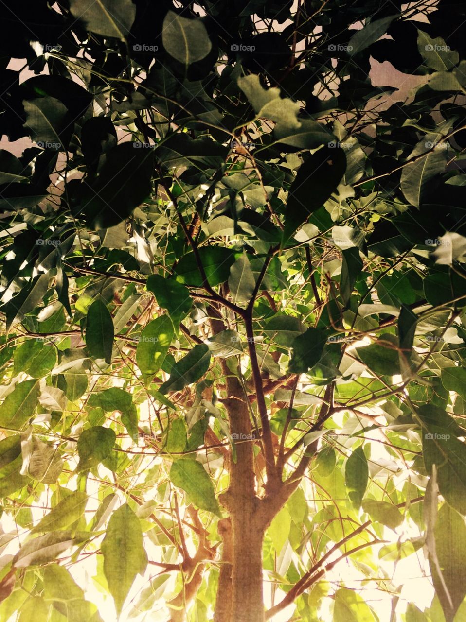 Weeping Fig Tree