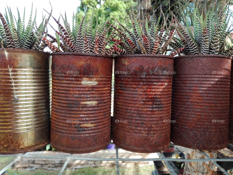Rusted Tins with Succulents