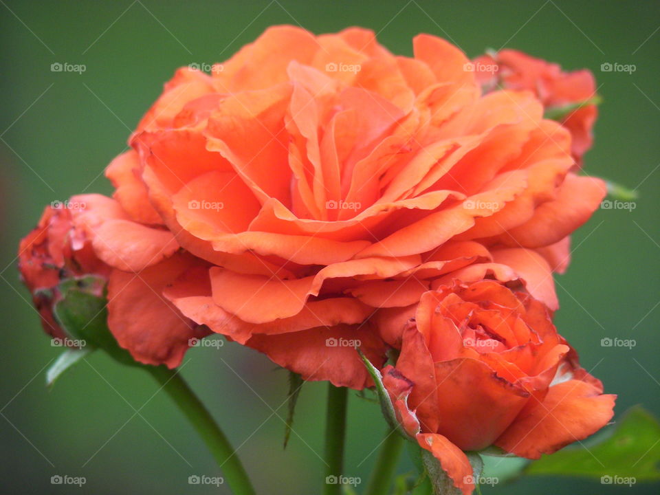 Grand orange rose