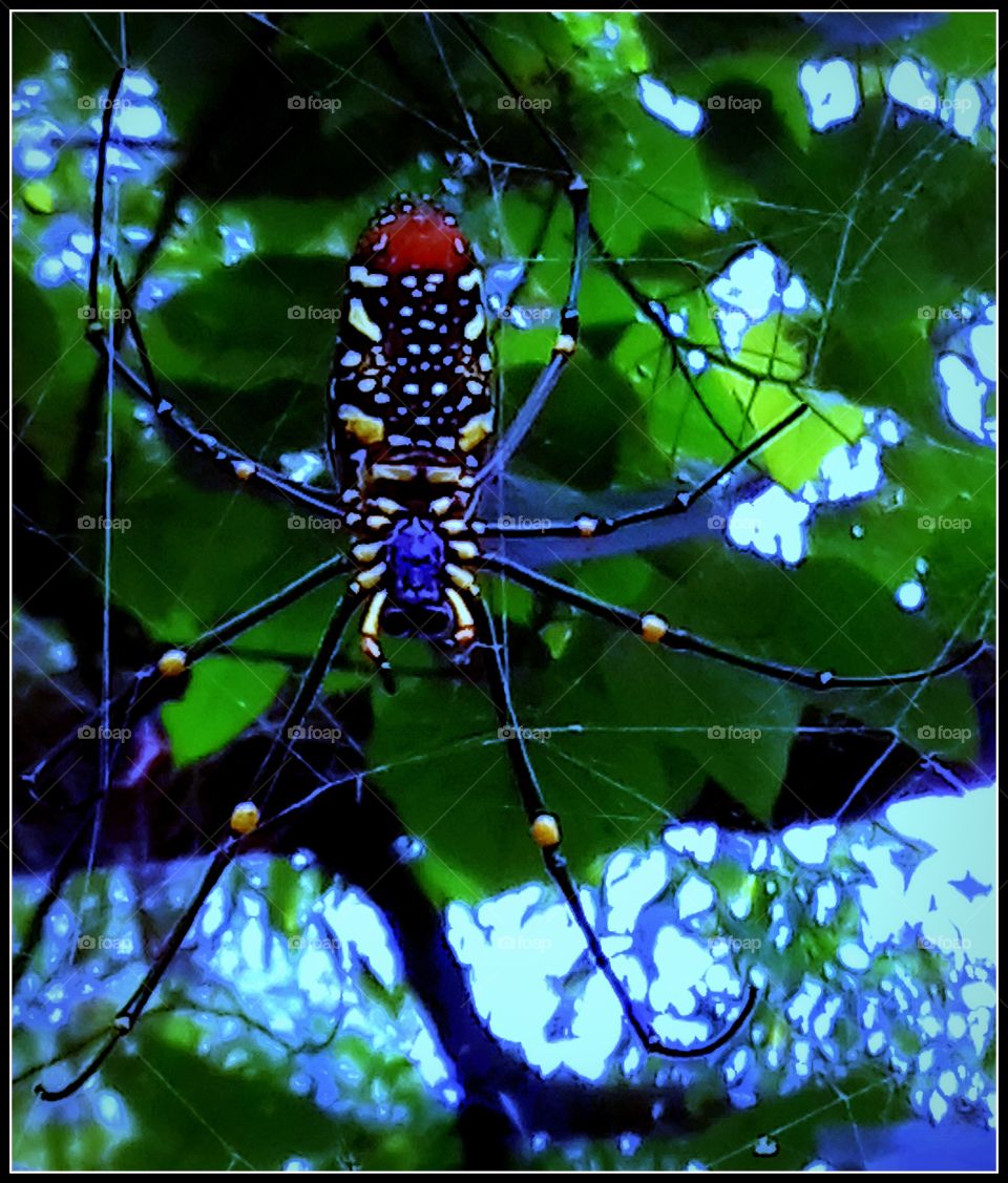 spider (5)