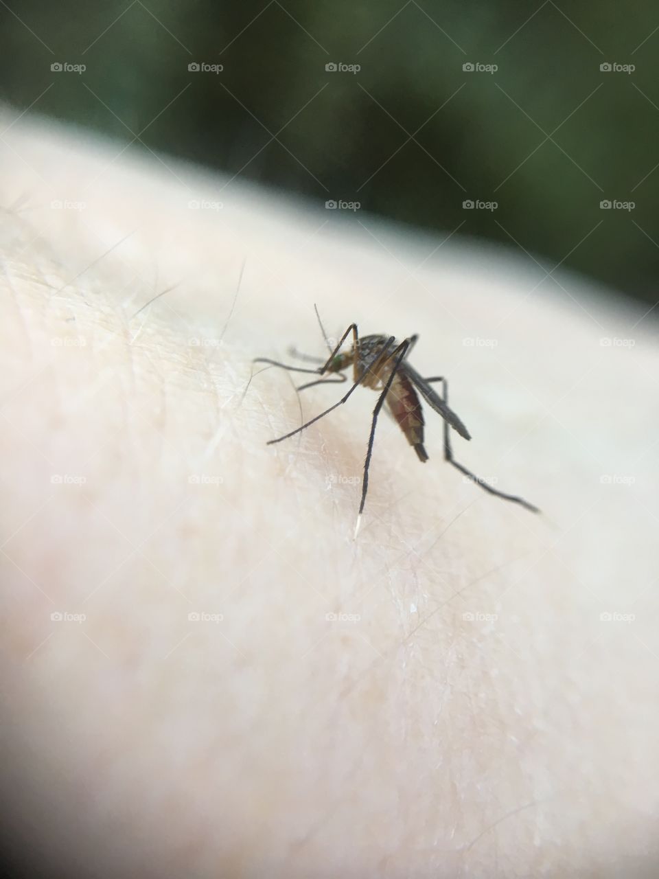 Mosquito eating dinner