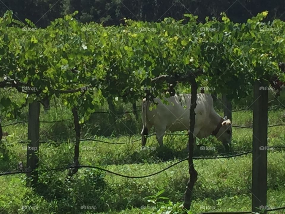 Vineyard cow