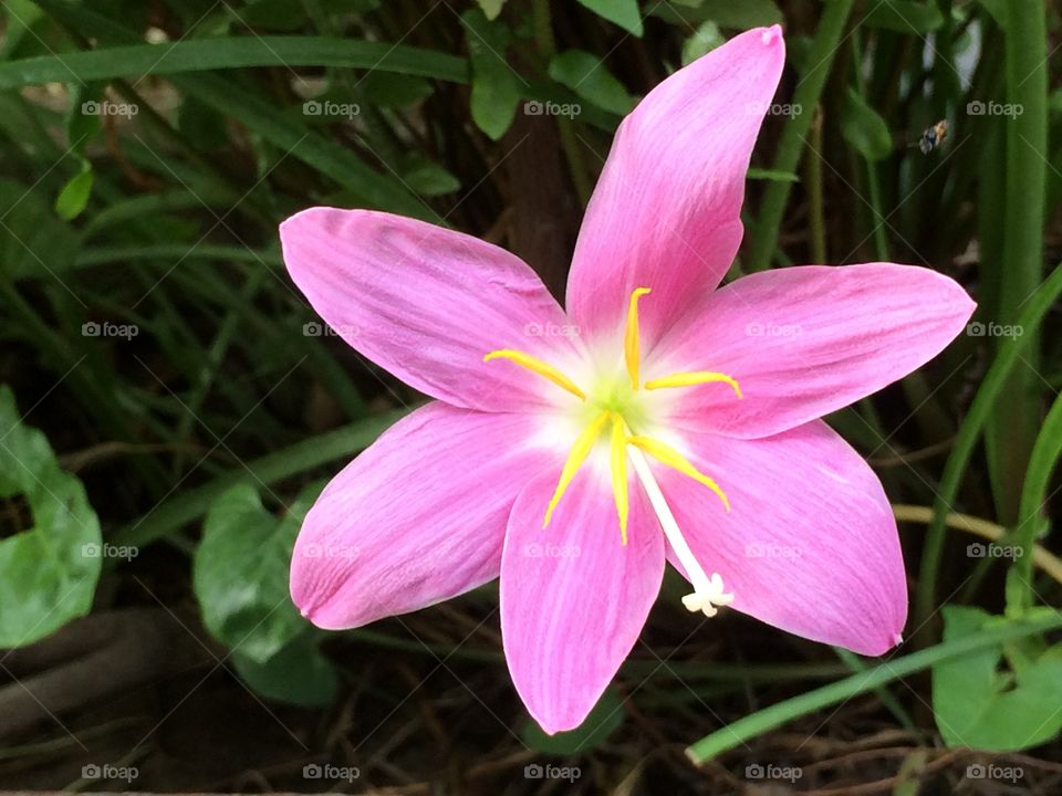 lily
pink flower
garden