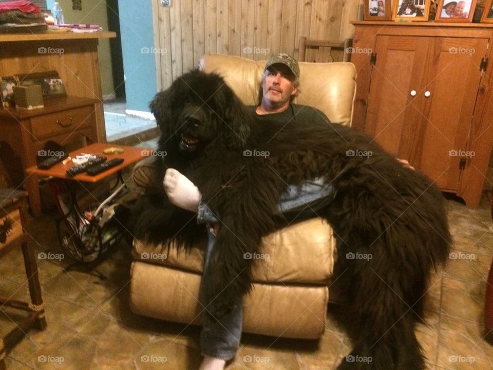 Giant Lap Dog