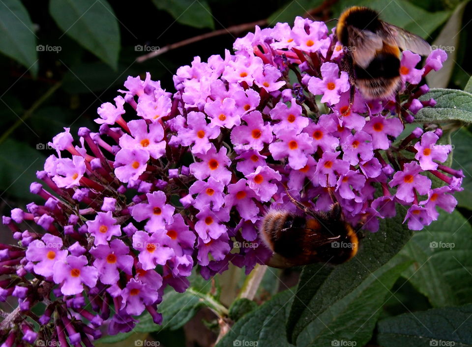 Fluffy black bees spend their time on a beautiful purple flower in a park garden on a sunny day. 