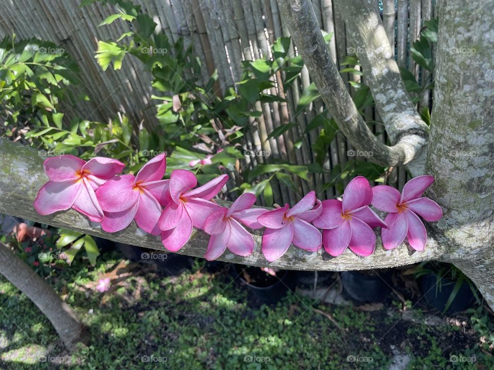 A row of pink Plumeria blooms. 