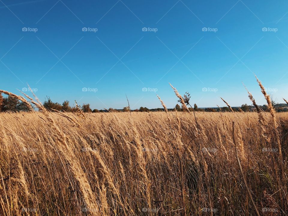 Autumn landscape